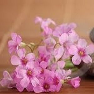 Meet your Posher, Judy